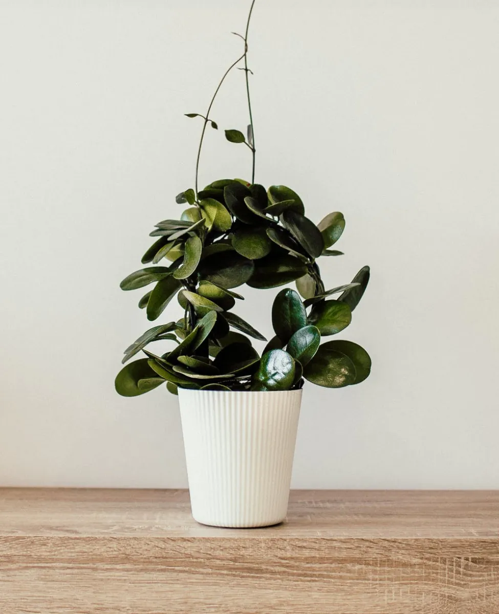 services-plant-image_optimized Golden Glow